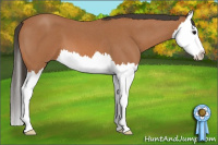 Horse Color:Bay Roan Splash