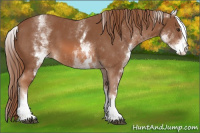 Horse Color:White Spotted Chestnut Sabino