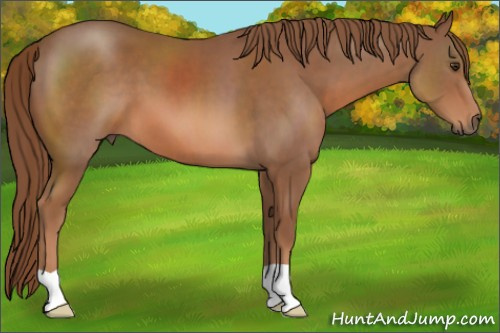 Horse Color: Chestnut 