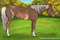 Horse Color:White Spotted Chestnut Sabino