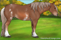 Horse Color:White Spotted Chestnut Sabino