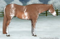 Horse Color:White Spotted Chestnut Sabino