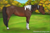 Horse Color:Bay Tobiano 