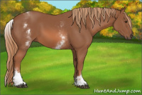 Horse Color:White Spotted Chestnut Sabino