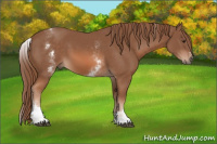 Horse Color:White Spotted Chestnut Sabino