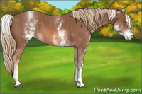 Horse Color:White Spotted Chestnut Sabino