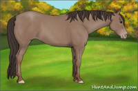 Horse Color:Sable Champagne 