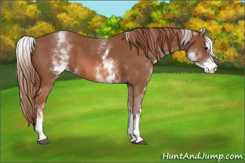 Horse Color: White Spotted Chestnut Sabino 