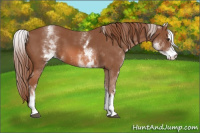 Horse Color:White Spotted Chestnut Sabino 