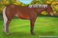 Horse Color:Silver Bay 