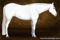 Horse Color:Smoky Black Appaloosa 