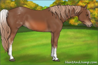 Horse Color:White Spotted Chestnut Sabino