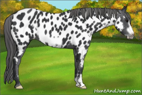 Horse Color: Black Frame Near Leopard 