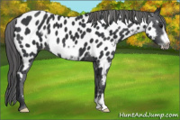 Horse Color:Black Frame Near Leopard 