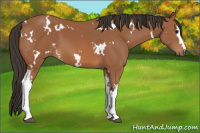 Horse Color:White Spotted Bay 