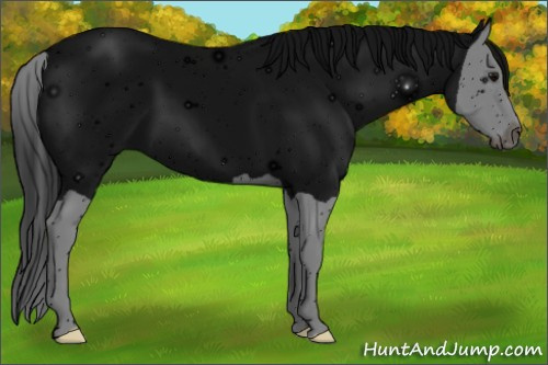 Horse Color: ERROR: UNKNOWN ANOMALY