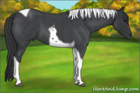 Horse Color:Blue Roan Tobiano