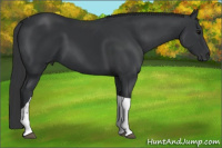 Horse Color:Black Tobiano 