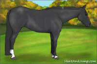 Horse Color:Blue Roan Tobiano