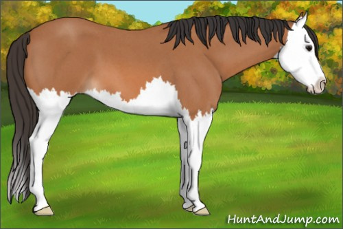 Horse Color: Bay Roan Splash 
