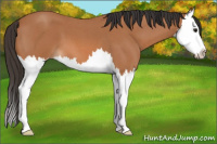 Horse Color:Bay Roan Splash 