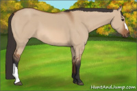 Horse Color:Bay Dun