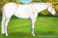 Horse Color:White Spotted Silver Buckskin Roan Rabicano 