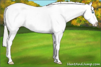 Horse Color:Amber Cream Champagne Pearl Appaloosa Rabicano