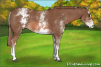 Horse Color:White Spotted Liver Chestnut Sabino 