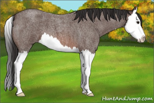 Horse Color: Brown Roan Splash 
