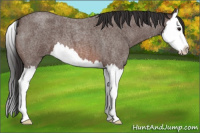 Horse Color:Brown Roan Splash 