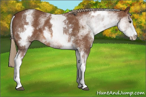 Horse Color: White Spotted Chestnut Sabino 
