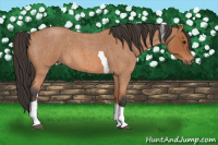Horse Color:Bay Roan Tobiano