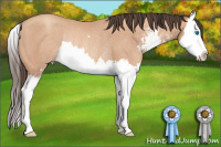 Horse Color:Amber Champagne Sabino Splash Rabicano 