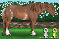 Horse Color:White Spotted Liver Chestnut Sabino 
