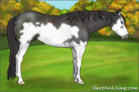 Horse Color:Buckskin Splash Frame Rabicano