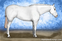 Horse Color:Black Appaloosa Rabicano 
