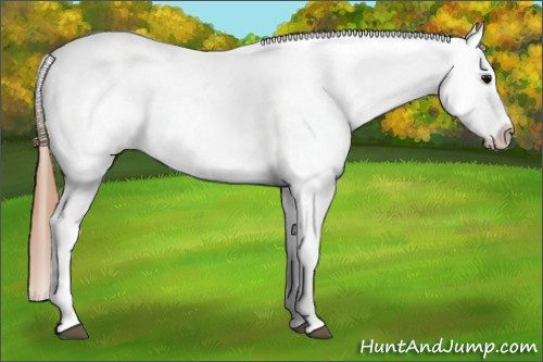 Horse Color: Black Blanket Rabicano 