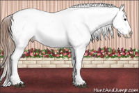 Horse Color:Black Appaloosa Rabicano 