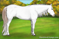 Horse Color:Black Appaloosa Rabicano