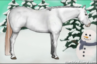 Horse Color:Black Appaloosa Rabicano 