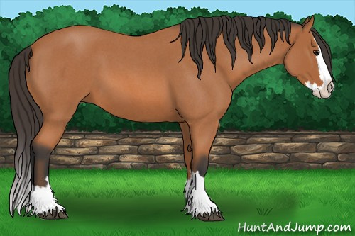 Horse Color: Bay Roan Splash 