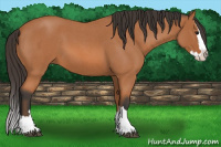 Horse Color:Bay Roan Splash 