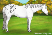 Horse Color:Black Appaloosa Rabicano