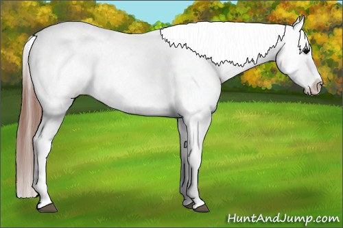 Horse Color: Black Blanket Rabicano 