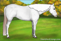 Horse Color:Black Appaloosa Rabicano