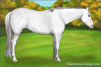 Horse Color:Black Appaloosa Rabicano 