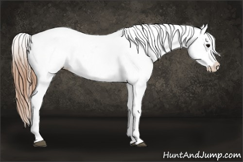 Horse Color: Black Blanket Rabicano 