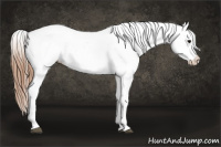 Horse Color:Black Appaloosa Rabicano 