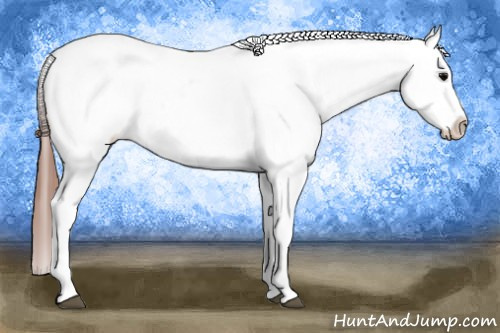 Horse Color: Black Blanket Rabicano 
